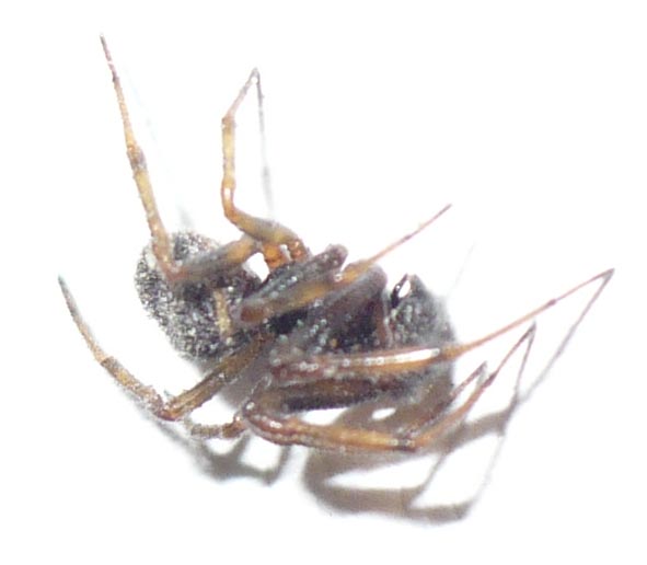 Steatoda bipunctata - Fenestrelle (TO)